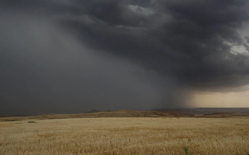 عواصف رعدية صيفية تعانق سنابل القمح تصوير وائل حكيم