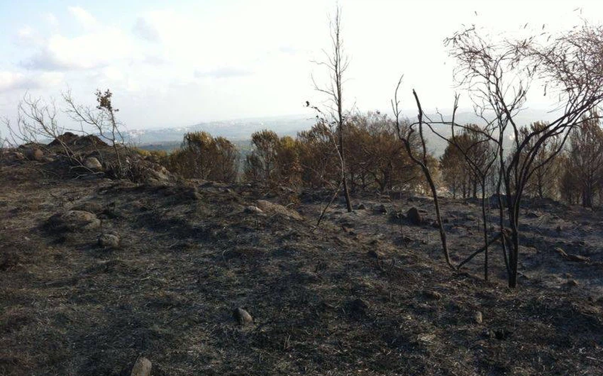 الحريق التهم نحو 40 دنم من غابة للصنوبر والدلب
