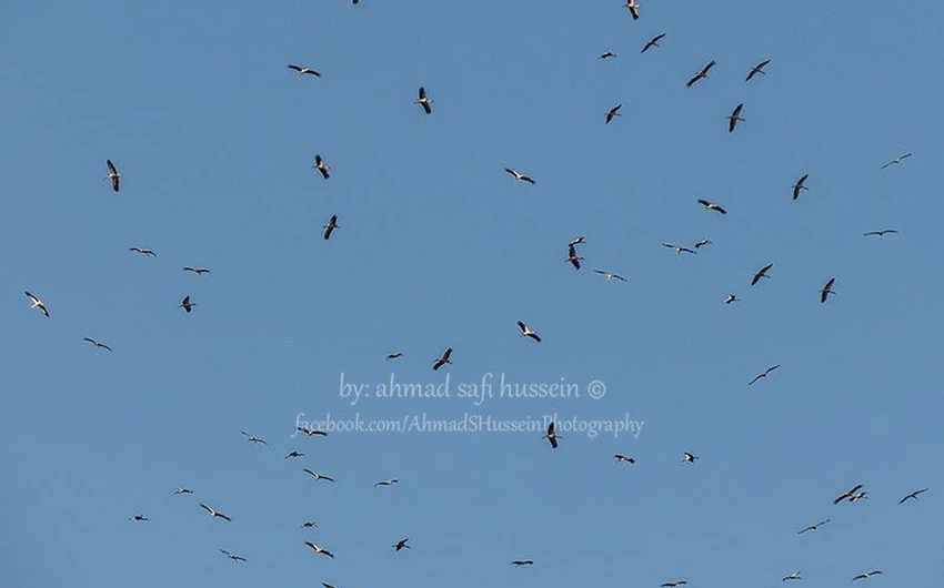الطيور المهاجرة في سماء العاصمة الأردنية عمّان -أحمد صافي حسين