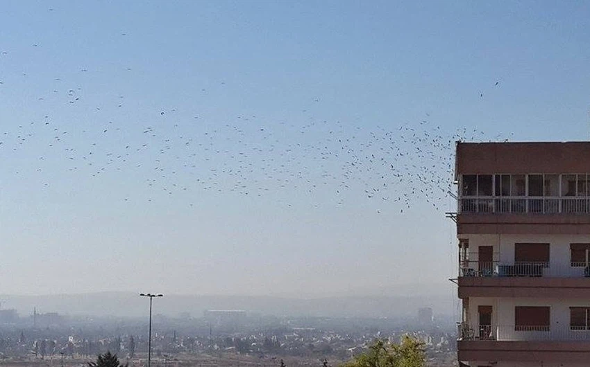 الطيور المهاجرة في سماء العاصمة السورية دمشق -نقلاً عن صفحة هوا الشام