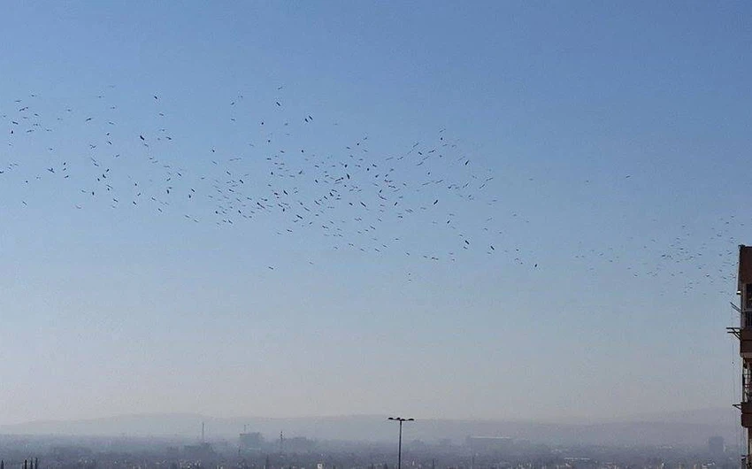 ويُعتبر ظهور الطيور المُهاجرة في سماء بلاد الشام إحدى العلامات على قرب نهاية فصل الصيف 