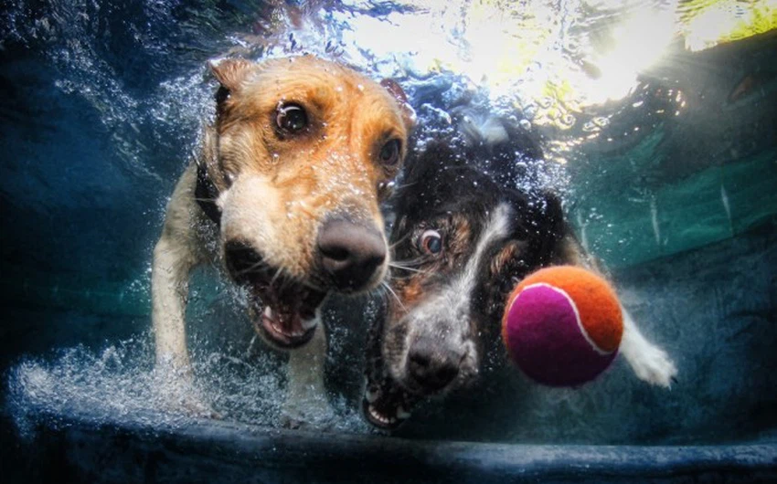 كلب يحاول الإمساك بالكرة تحت الماء