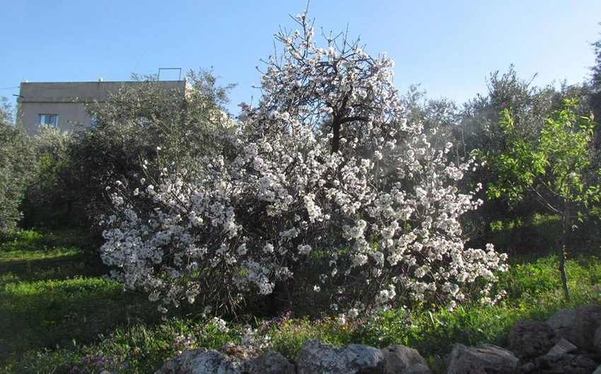Pictures: Beautiful natural scenes from Jordan at the beginning of March