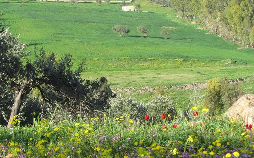 Pictures: Beautiful natural scenes from Jordan at the beginning of March