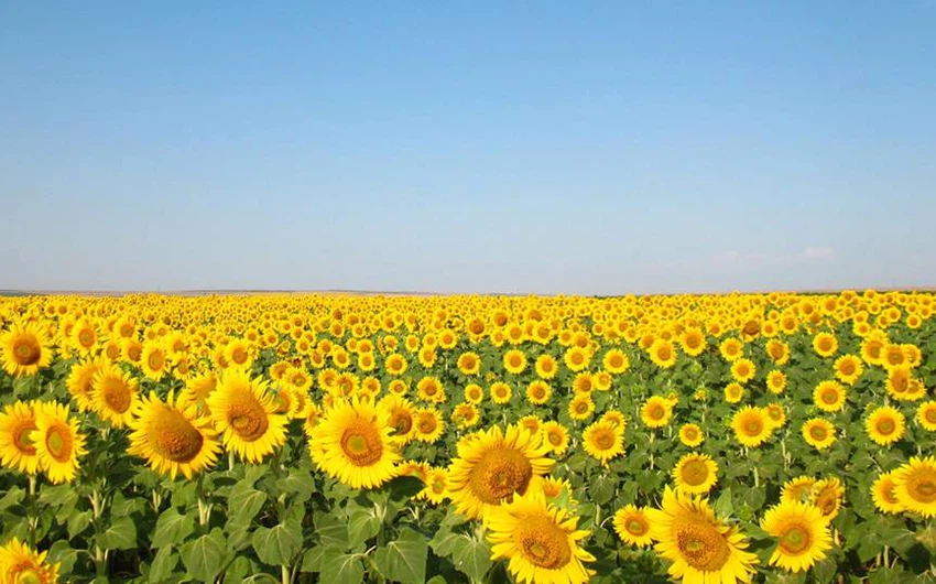 تنتج رومانيا سنوياً ما يقارب 2 مليون طن من بذور دوار الشمس