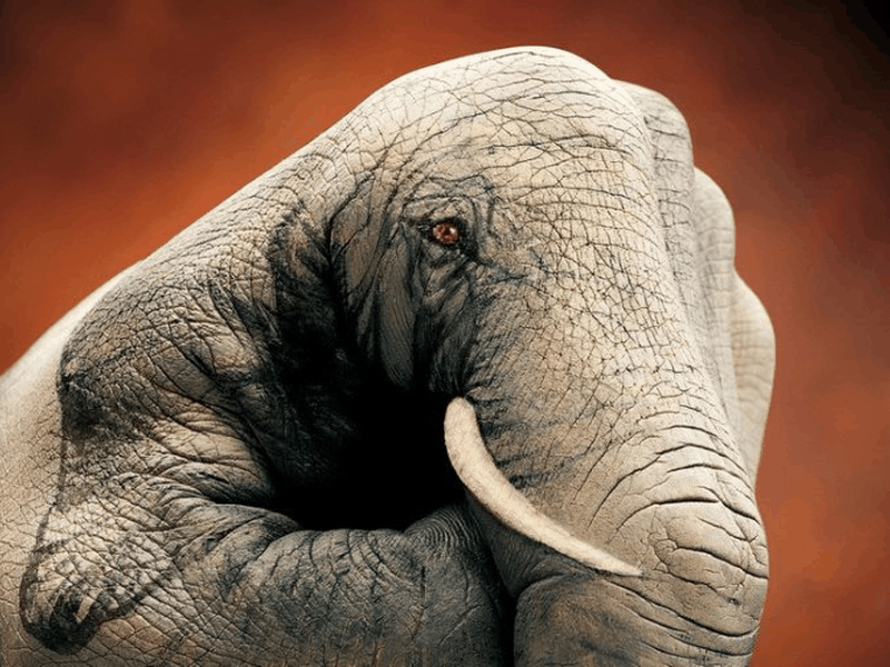 بالصور أغرب أنواع الفنون الرسم على الأيادي طقس العرب