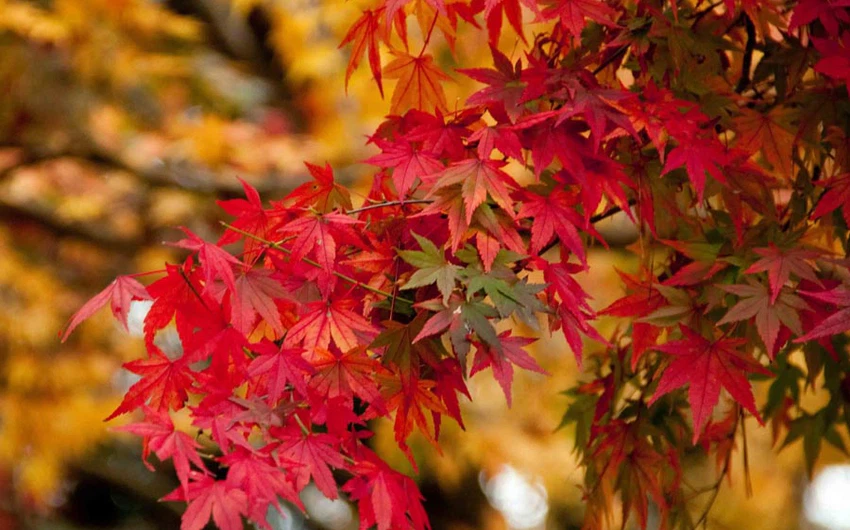 صور رائعة .. تجعل الخريف أجمل فصول السنة في الصين