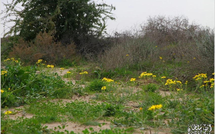 صحاري المملكة تتعطر برائحة الخزامي بعد أن كستها نباتات الربيع 