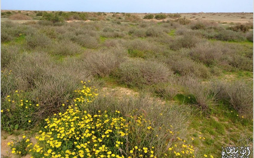 The kingdom&#39;s deserts are fragrant with the scent of lavender, covered in spring plants