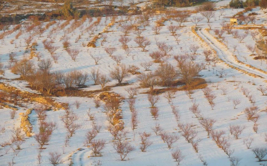 أراضي زراعية تُغطيها الثلوج