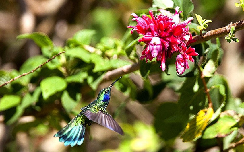 تعرف بالصور على أصغر طائر في العالم.. طائر النحلة الطنان