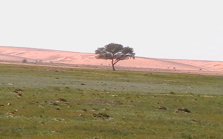 بالصور : الصحراء ما بين حائل و رفحاء ترتدي لون الربيع الأخضر بعد موجة الامطار