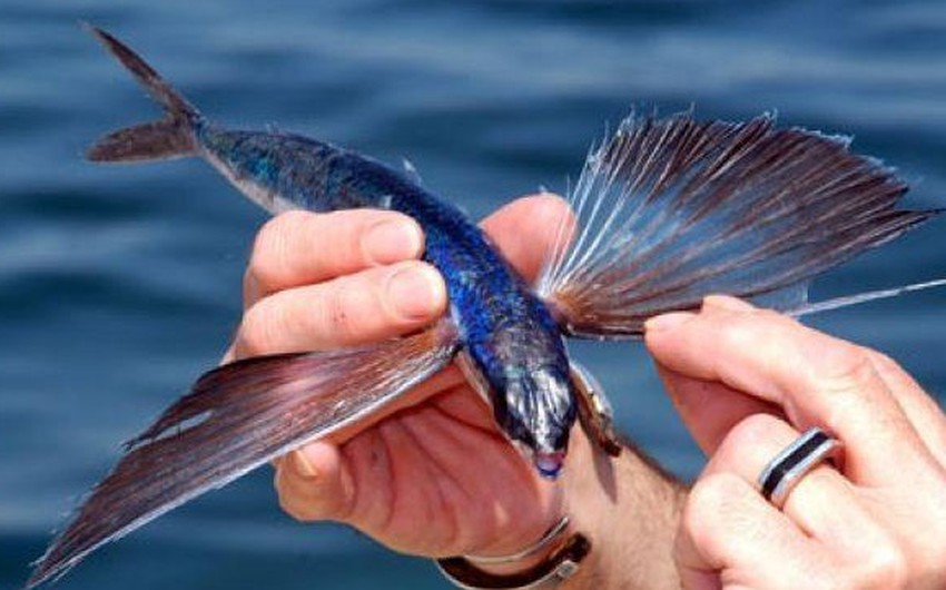 شاهد بالصور السمك الطائر؟ | طقس العرب | طقس العرب