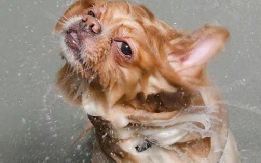 صور مُضحكة لمجموعة من الكلاب بعد الاستحمام 
