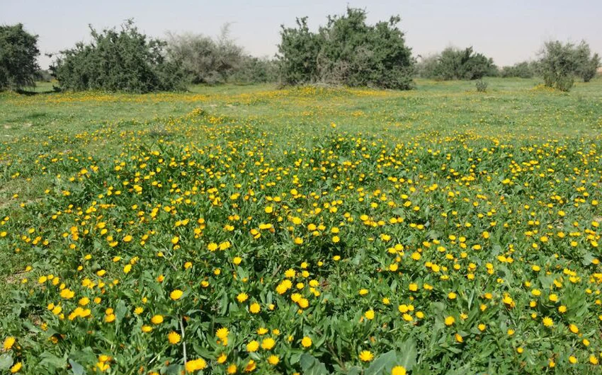 Pictures: Al-Tanhat Kindergarten, north of Riyadh.. A wide green carpet full of millions of flowers