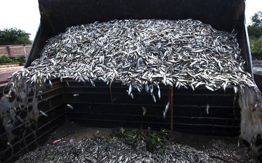 رجع الخبراء السبب وراء الهلاك الجماعي للأسماك إلى  تلوث البيئة 
