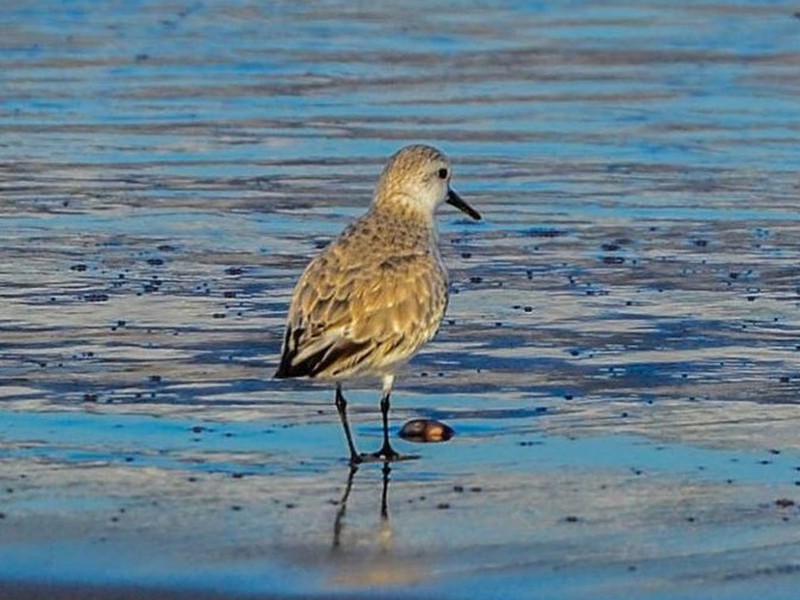 بالصور شاهد طيور بحيرة مارتشيكا في المغرب طقس العرب
