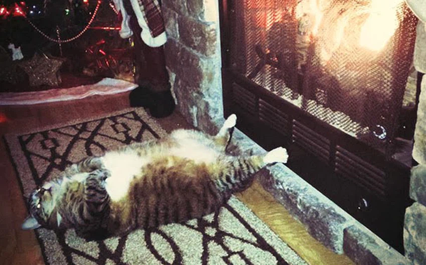 قط سمين ينام امام نيران الدفء