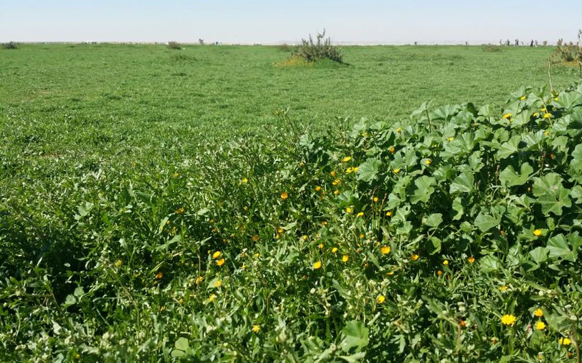 بالصور: روضة التنهات شمال الرياض .. بساط أخضر واسع يغص بملايين الأزهار