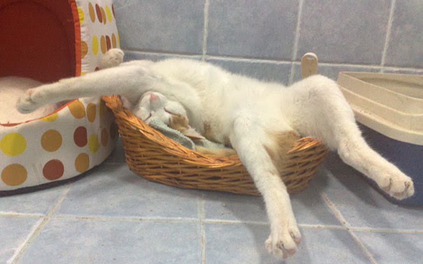 20 صورة ت ثبت بأن القطط قادرة على النوم