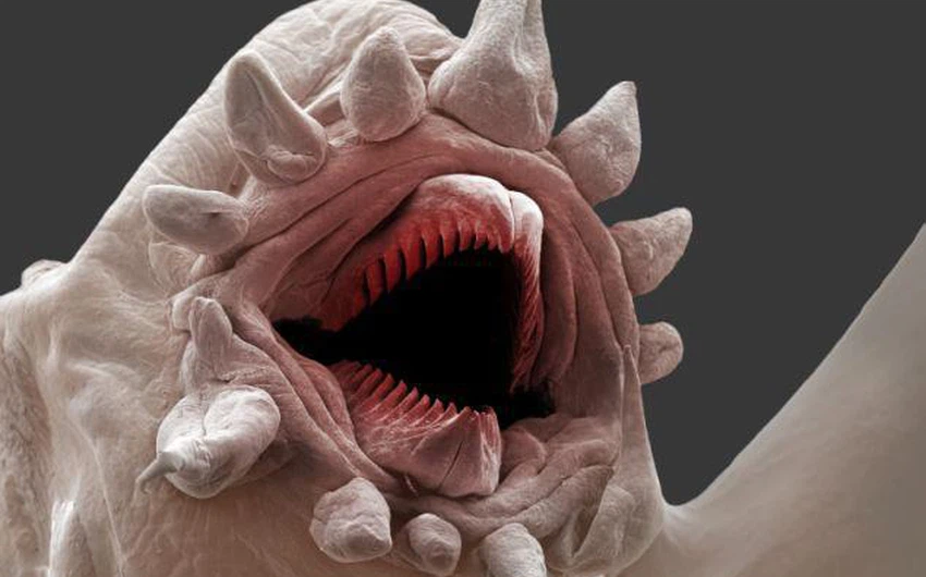كائن بحري مجهري يمتلك فكاً وأسناناً 