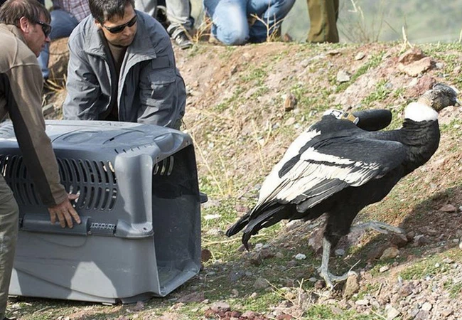 النسر الذهبي على حافة الانقراض بسبب الصيد وتغيرات المناخ