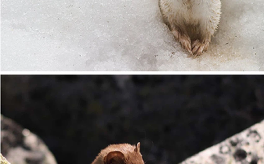 شاهد الحيوانات التي تغير لونها إلى الأبيض في الشتاء 