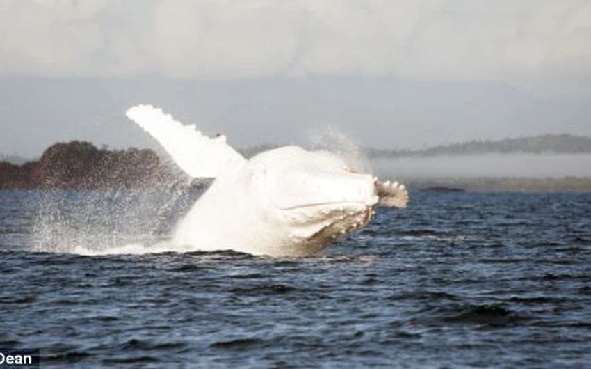 شاهد بالصور "ميجالو" الحوت الأحدب