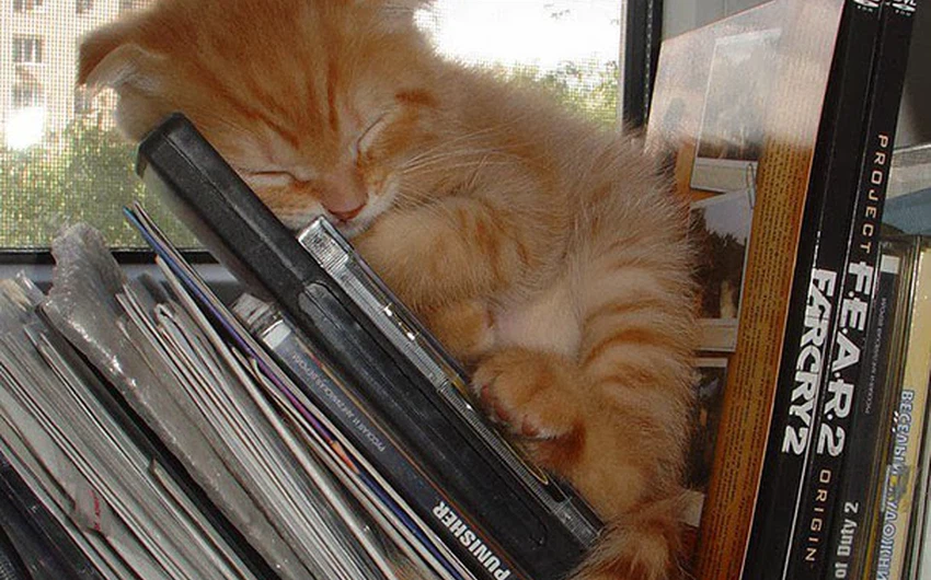 قطة صغيرة نائمة بين الكُتب