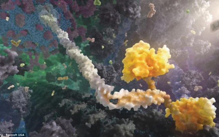 صورة  كينيسين بروتين الحركة القادر على التحرك بين الخلايا 