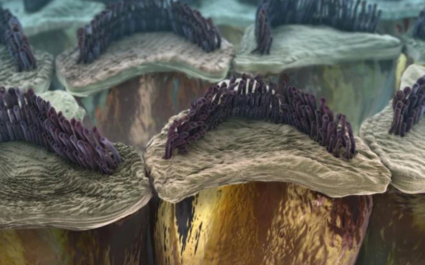 صورة لخلايا الشعر داخل أُذن الإنسان