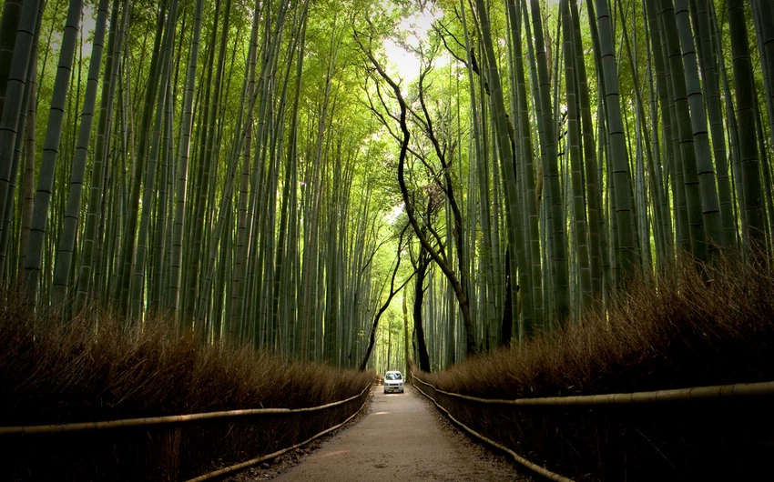 مسار الخيزران/ اليابان: يقع في مدينة أراشيياما، في غابة الخيزران.
