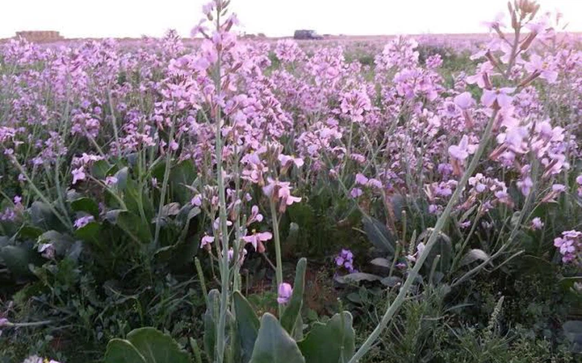 A colony of pink flowers appears in Shaqra in a very rare natural sight