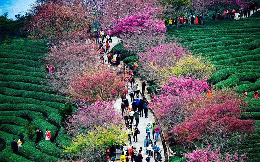 شاهد  مهرجان أزهار الكرز في الصين