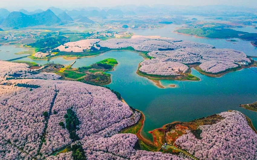 Assistez au festival des fleurs de cerisier en Chine
