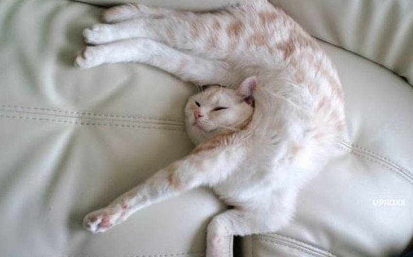 20 صورة ت ثبت بأن القطط قادرة على النوم