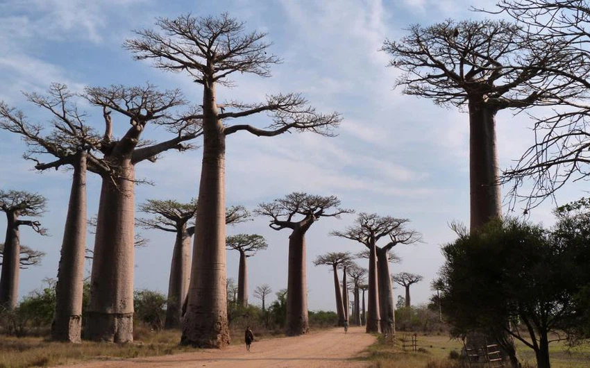جزيرة مدغشقر- أشجار الباوباب عمرها يزيد عن 800 عام