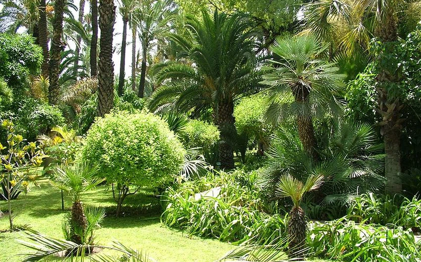 مشهد لنباتات الحديقة