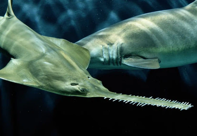 هذه أبرز الحيوانات المهددة بالانقراض في الشرق الأوسط