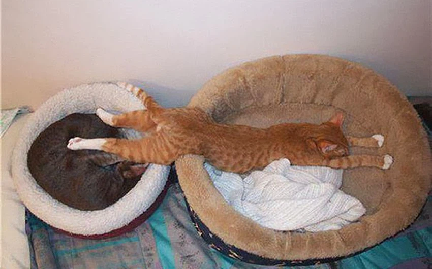 20 صورة تُثبت بأن القطط قادرة على النوم في أي مكان قد تتخيله