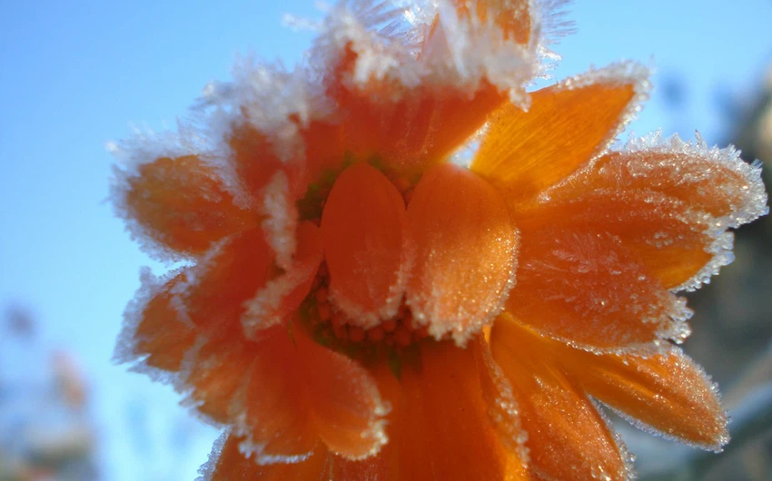 صور رائعة لتجمد الأزهار في فصل الشتاء