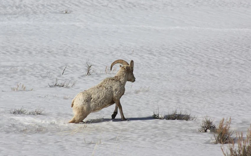 بالصور.. الحيوانات تتكيف مع الطقس البارد وتلهو بالثلوج