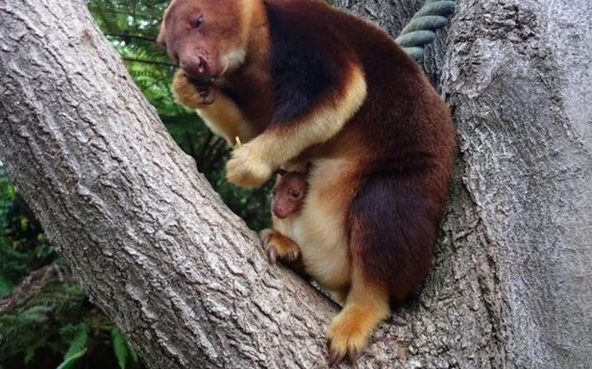 بالصور: كنغر الشجر المهدد بالانقراض يضع المولود الاول بالعالم منذ 20 عاماً 