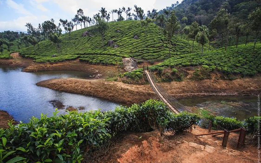 "مونار" آلاف الهكتارات من مزارع الشاي وسط الطبيعة 