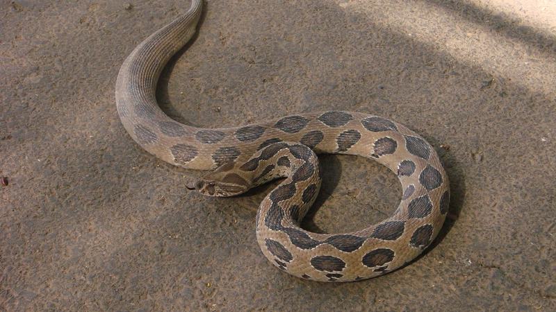 In pictures Poisonous snakes in Jordan ... their characteristics, how ...
