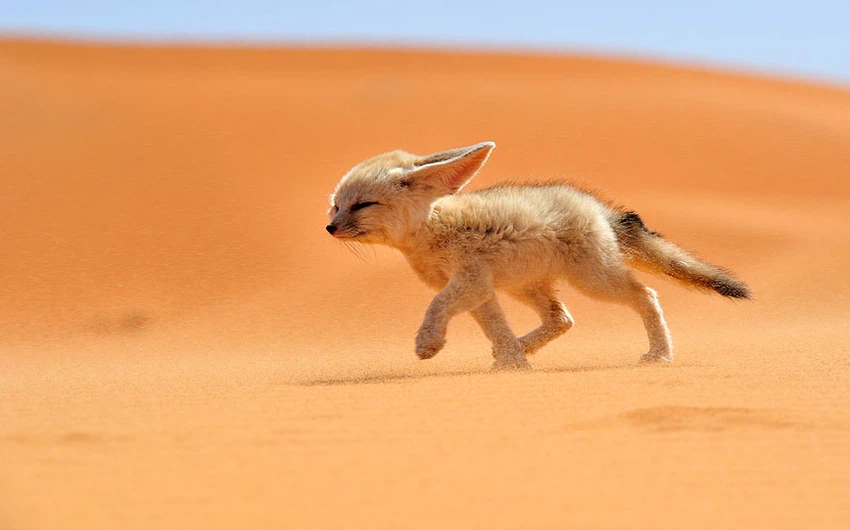 بالصور : تعرف على الفنك ..ثعلب الصحراء المثير للجدل 