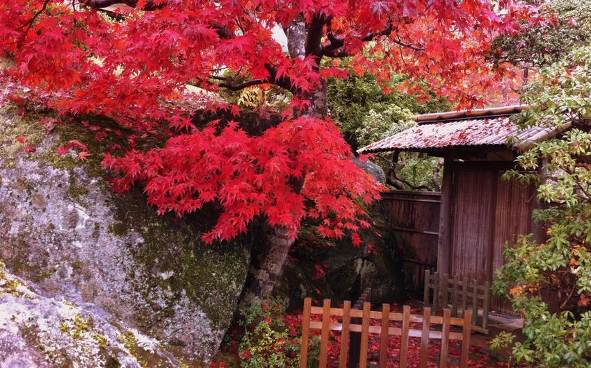 En images : 6 endroits pour admirer les merveilleuses couleurs d&#39;automne au Japon