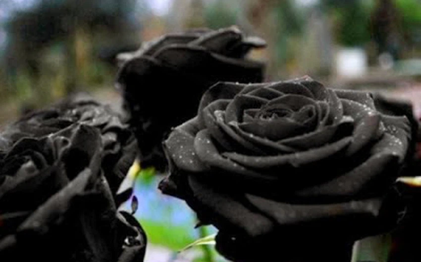 تواجه الورود السوداء خطر الانقراض بين عامٍ و آخر