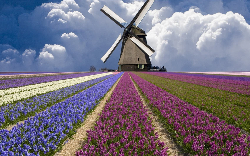 Tulips in the Netherlands .. Paintings on the ground