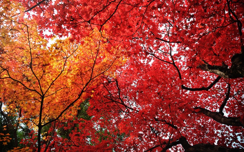Fall Colors In Japan In pictures: 6 places to witness the wonderful fall colors in Japan ...